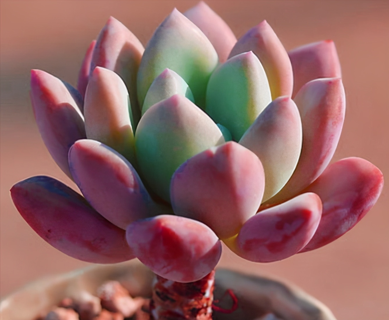 多肉奥普琳娜的养护技巧