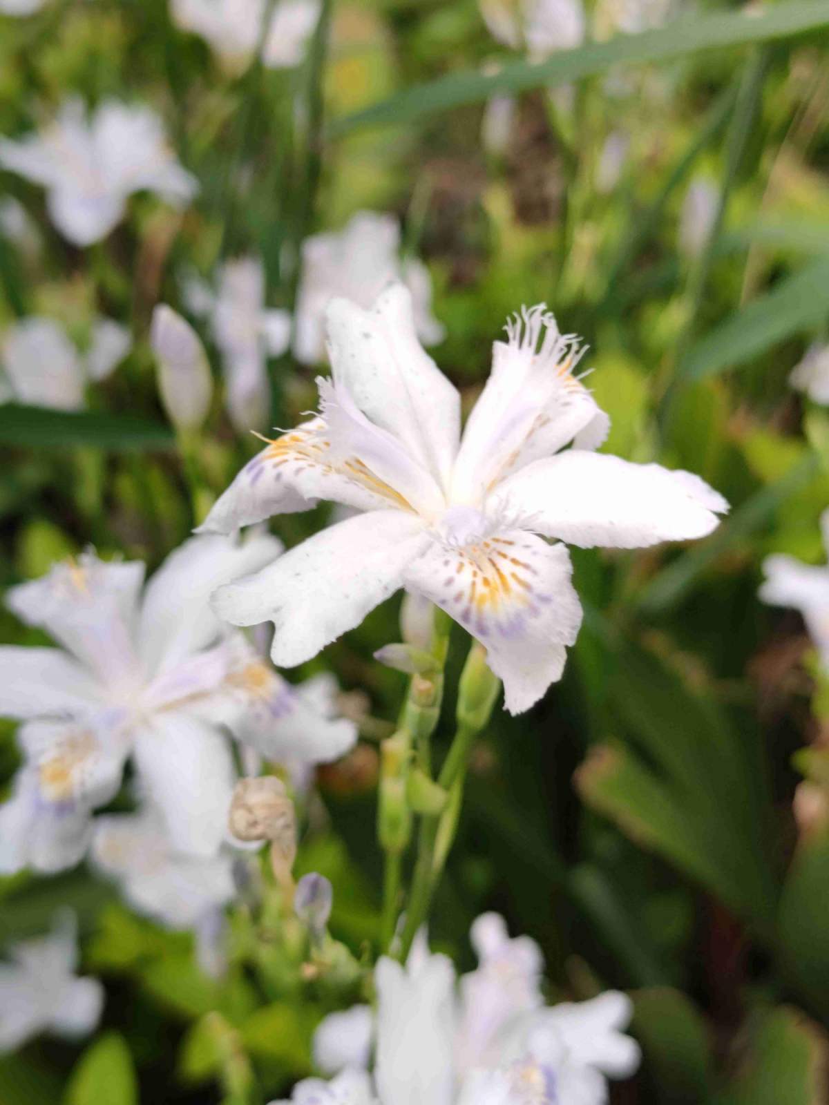 花草的图片大全（100种常见花图鉴一览表）