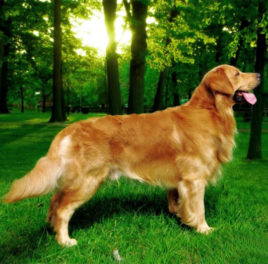 全世界100多种名贵的狗，图文说明，饶有兴趣
