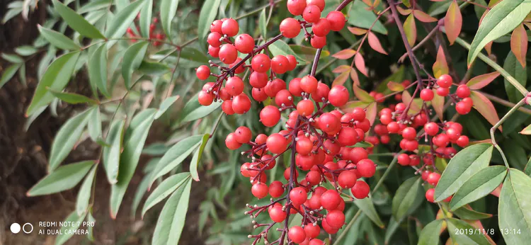 陪你一起看湖北省广水一中①——走进植物王国