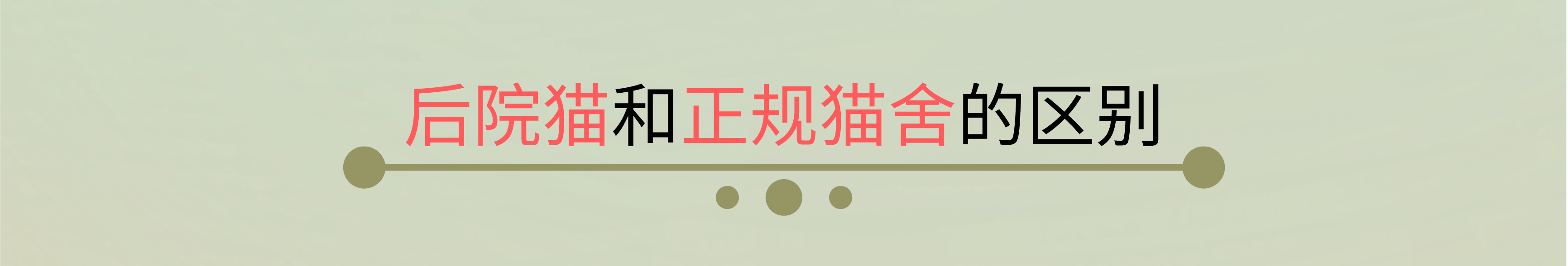 30块钱一只的猫咪能买吗？一文带你了解宠物繁殖行业背后的优生学