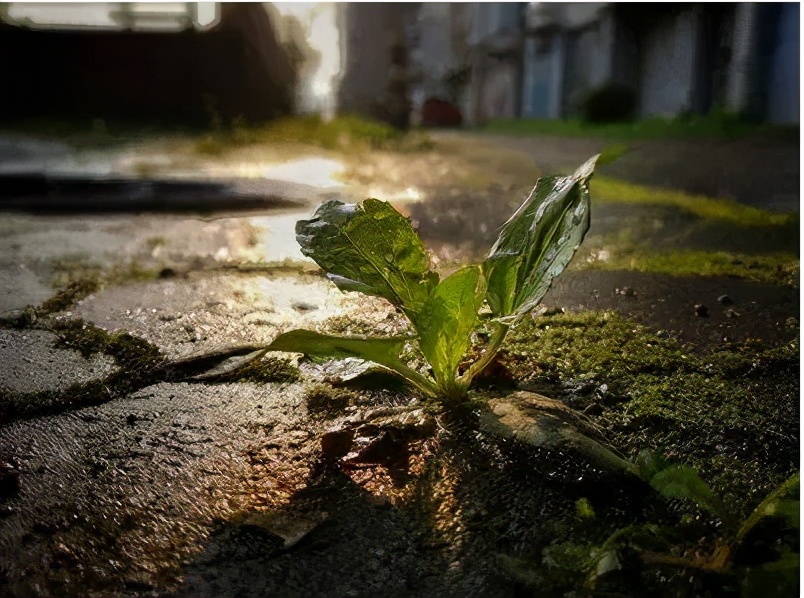 橘子不是唯一的水果。你的人生还有其他的可能性。