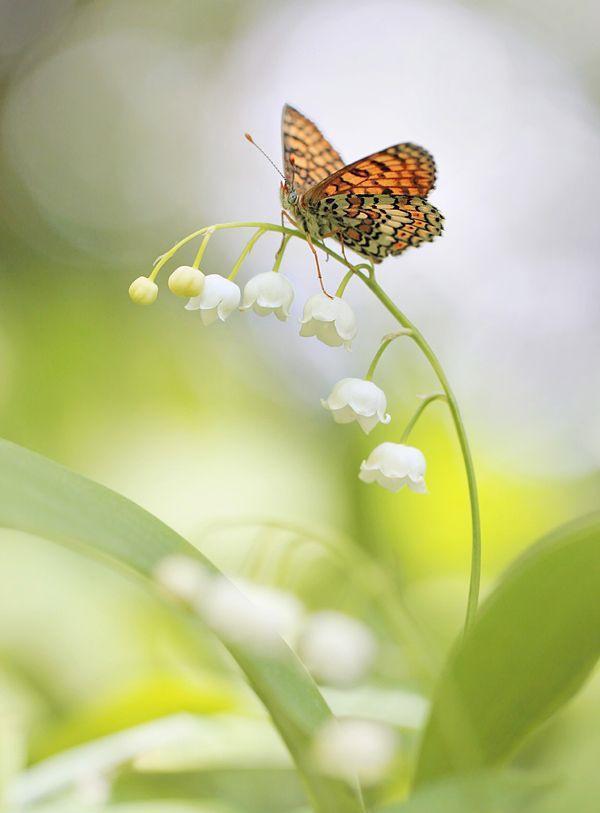 蝶在花间舞，花于蝶中馨——看花与蝶演绎一场唯美浪漫的蝶恋花！