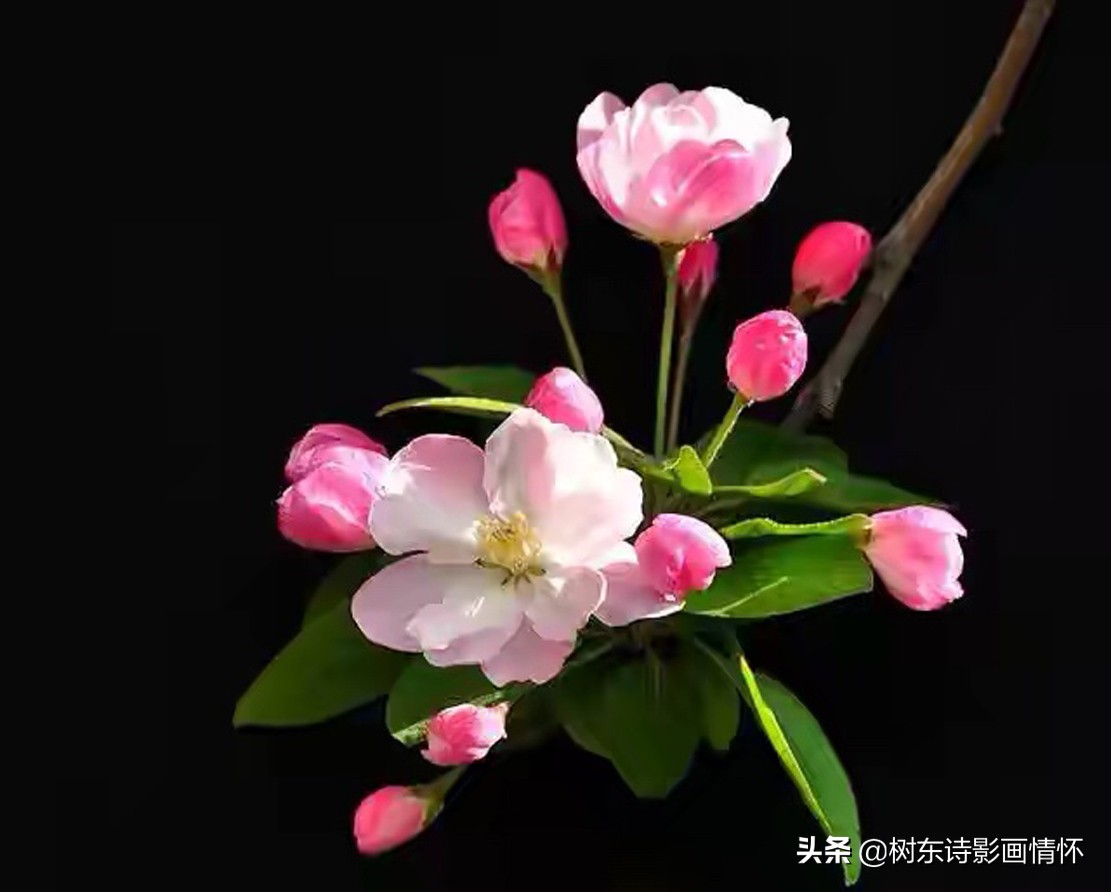 海棠含珠芬芳寓吉祥