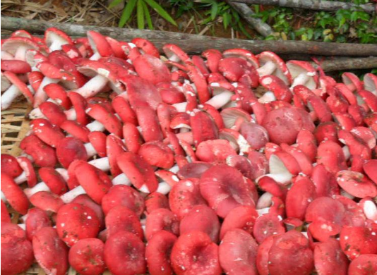 满山红与红菇的图片图片