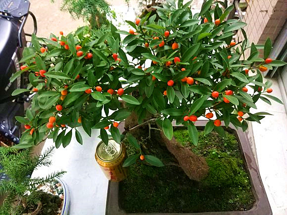 金豆盆景叶发黄,4种原因要找到,及时调整,叶绿豆"金黄"