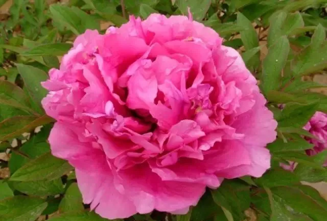 100种名贵牡丹鉴赏 绘画好素材（报花名）