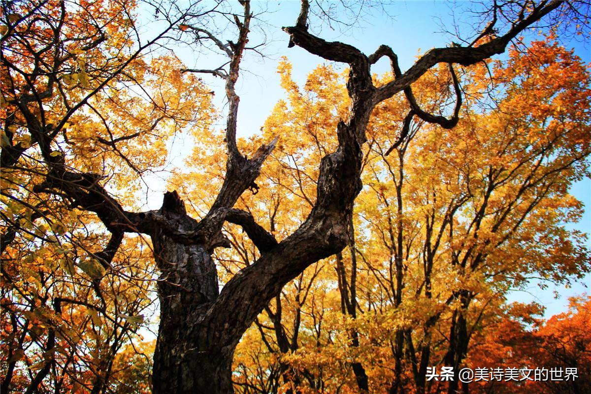 2000年前古人怎么赞美男人？读完此诗理解了“硕大无朋”这个成语
