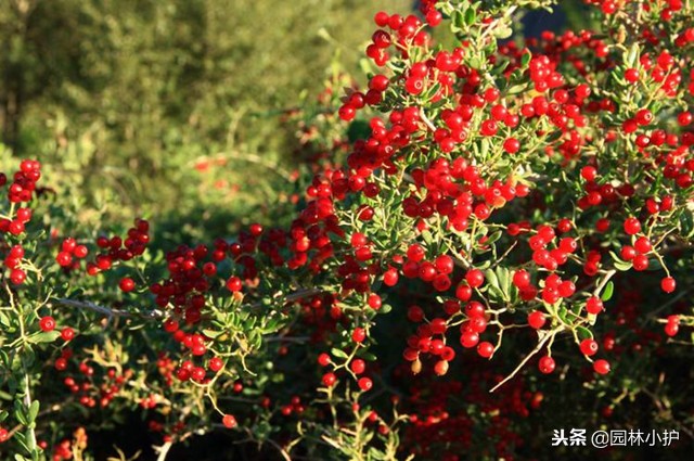 沙棘果怎么吃（干货分享沙棘果的正确吃法）