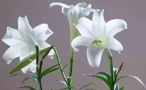 广州市市花是什么（全国56个城市的市花介绍）