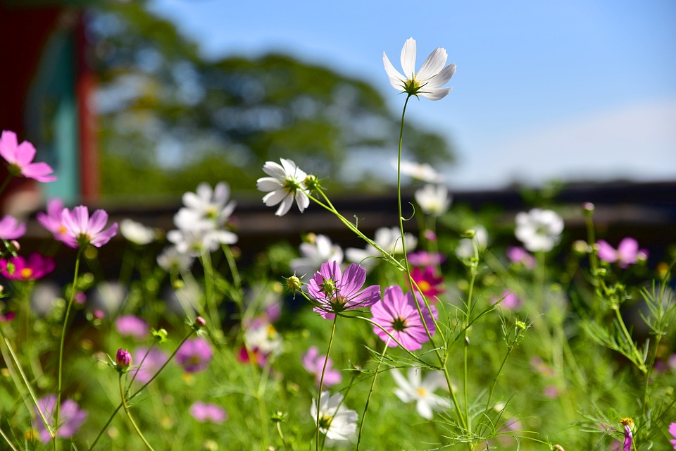 河南5个超火赏花目的地：景美免费，适合清明节全家出游