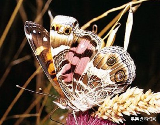 蝴蝶的生长过程详解，记录蝴蝶翅膀在蛹内生长的过程？