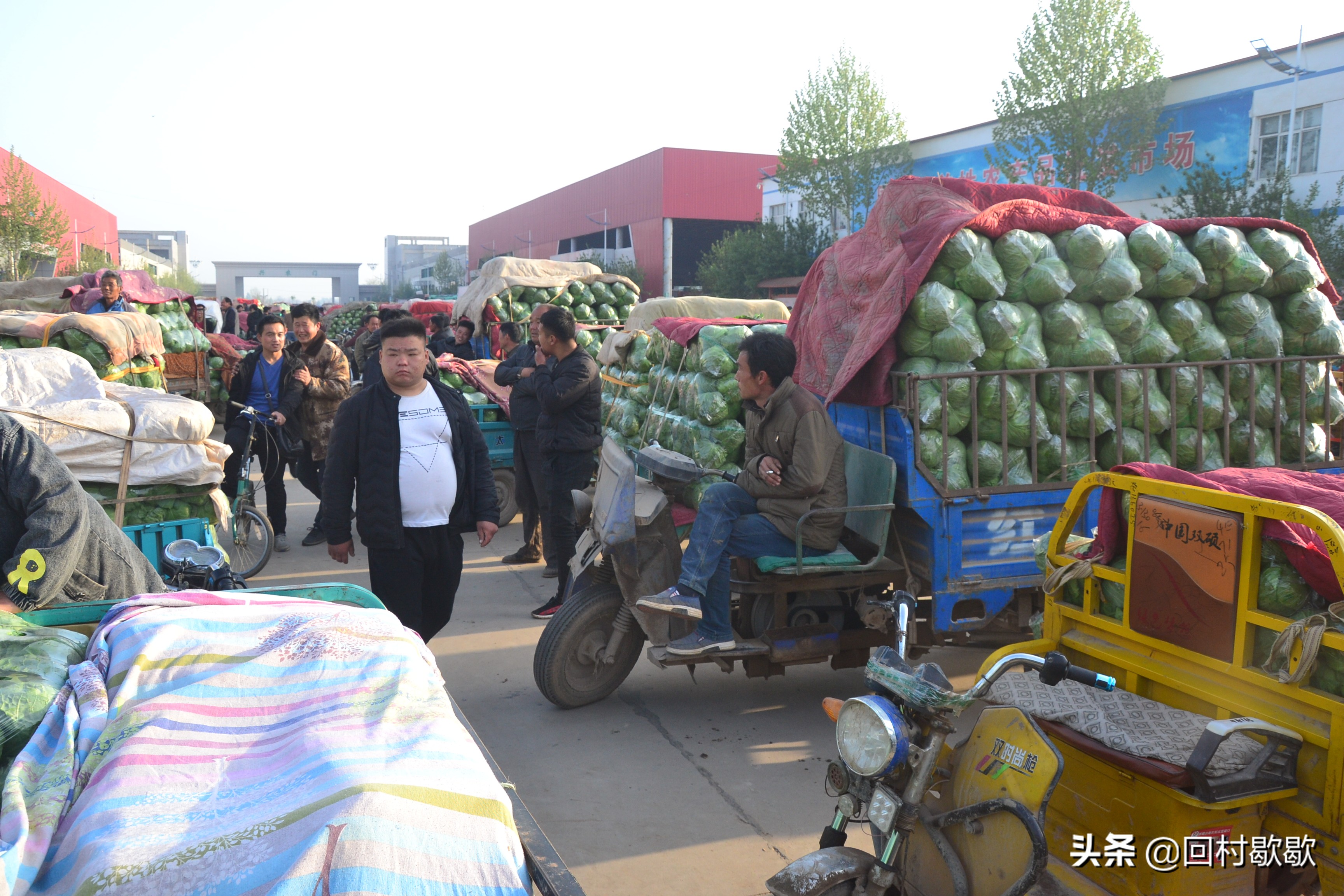 南大堡17日早7点蔬菜信息：整体价格回落，西蓝花价格最贵