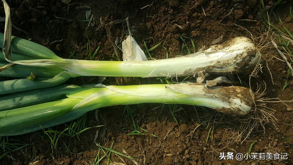 全国哪的大葱最好吃，经过评比，这8个地方比较出名，有你家乡没