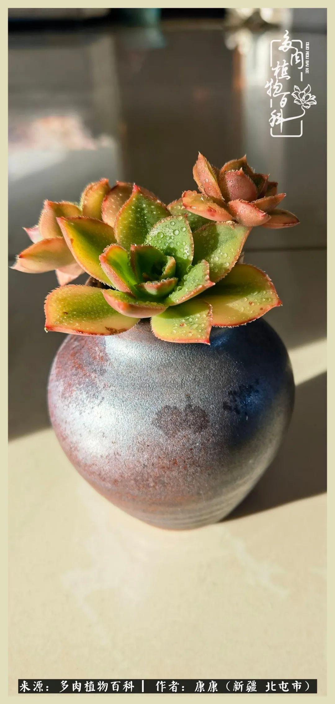 远处都是风景,近处全是人生,眼前却是多肉