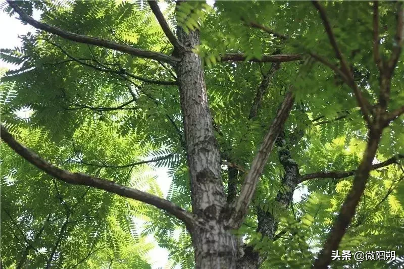 广西这座神秘猎奇的石头城，当地人都不一定知道