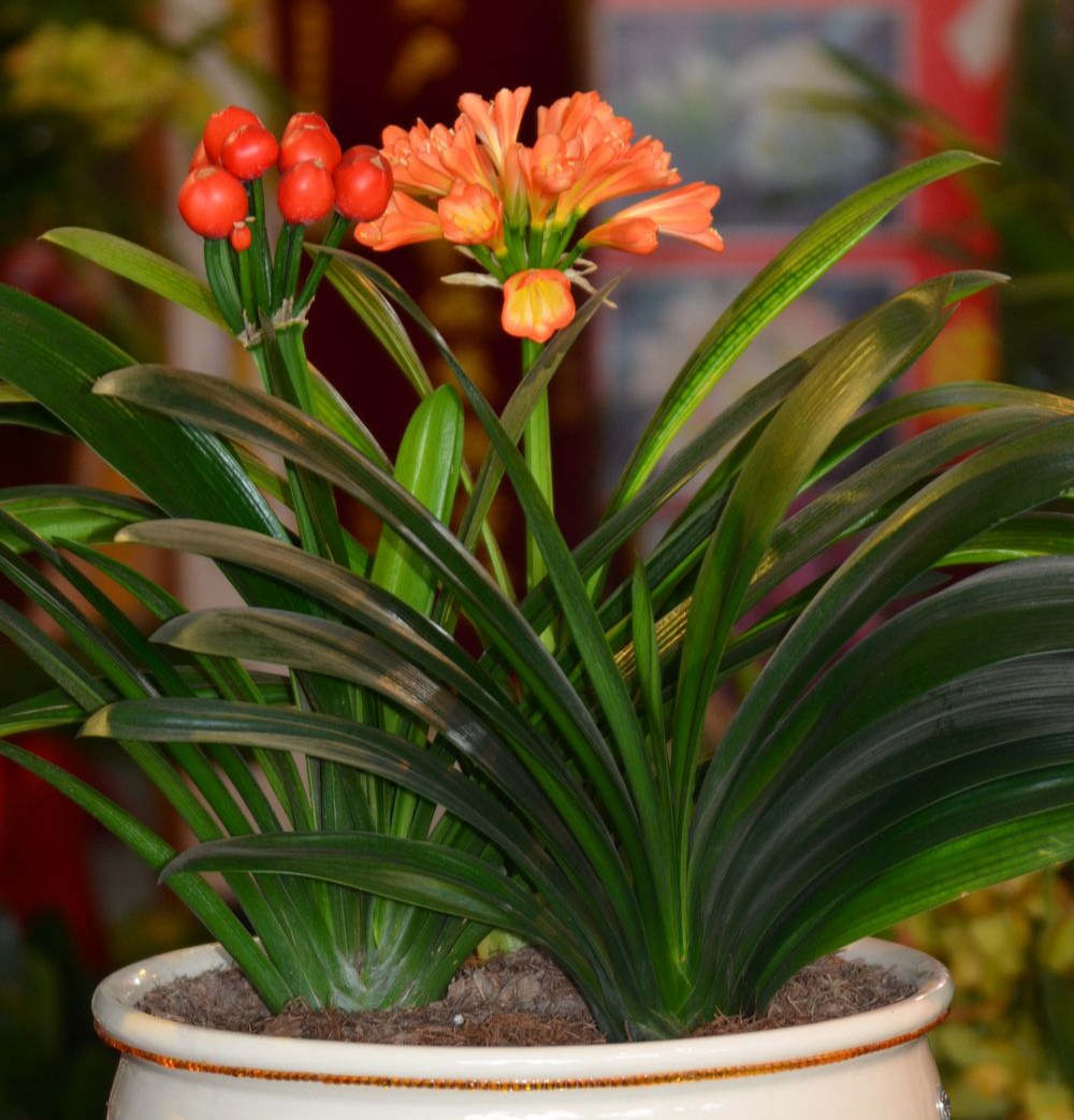 现在容姐只推荐给你4种,看你喜欢哪种1长春花 长春花又叫四季春,只要