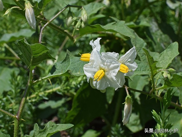 几点开什么花（花园种上这些有趣的时钟花）