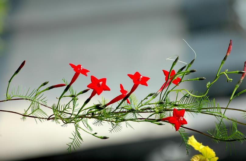 茑萝花的寓意和象征(茑萝花开似新娘相互关怀又依附)