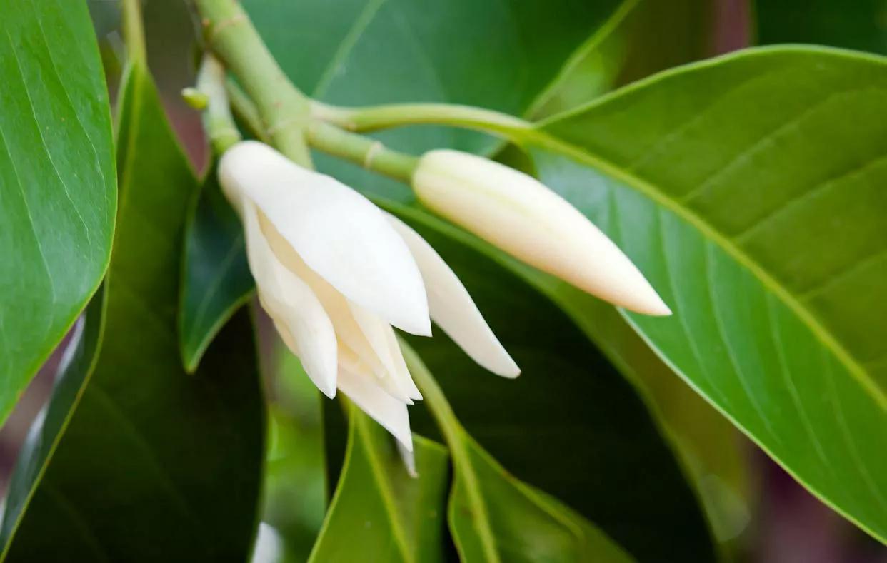 玉兰花花期多长时间（正确管理才能开花更美）