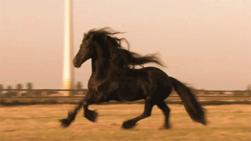 奔跑的马gif图片