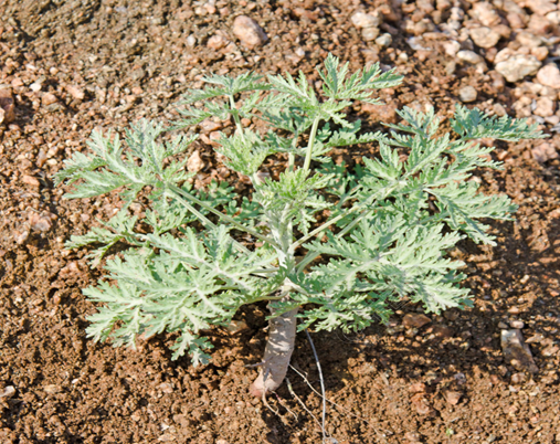 山東鄉村120餘種野草野菜品種名稱識別圖像比對,你認識哪些_姑娘茶