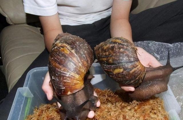 加纳非洲大蜗牛吃法(非洲大蜗牛足有2斤重，入侵我国多年，中国吃货为何不将它们消灭)