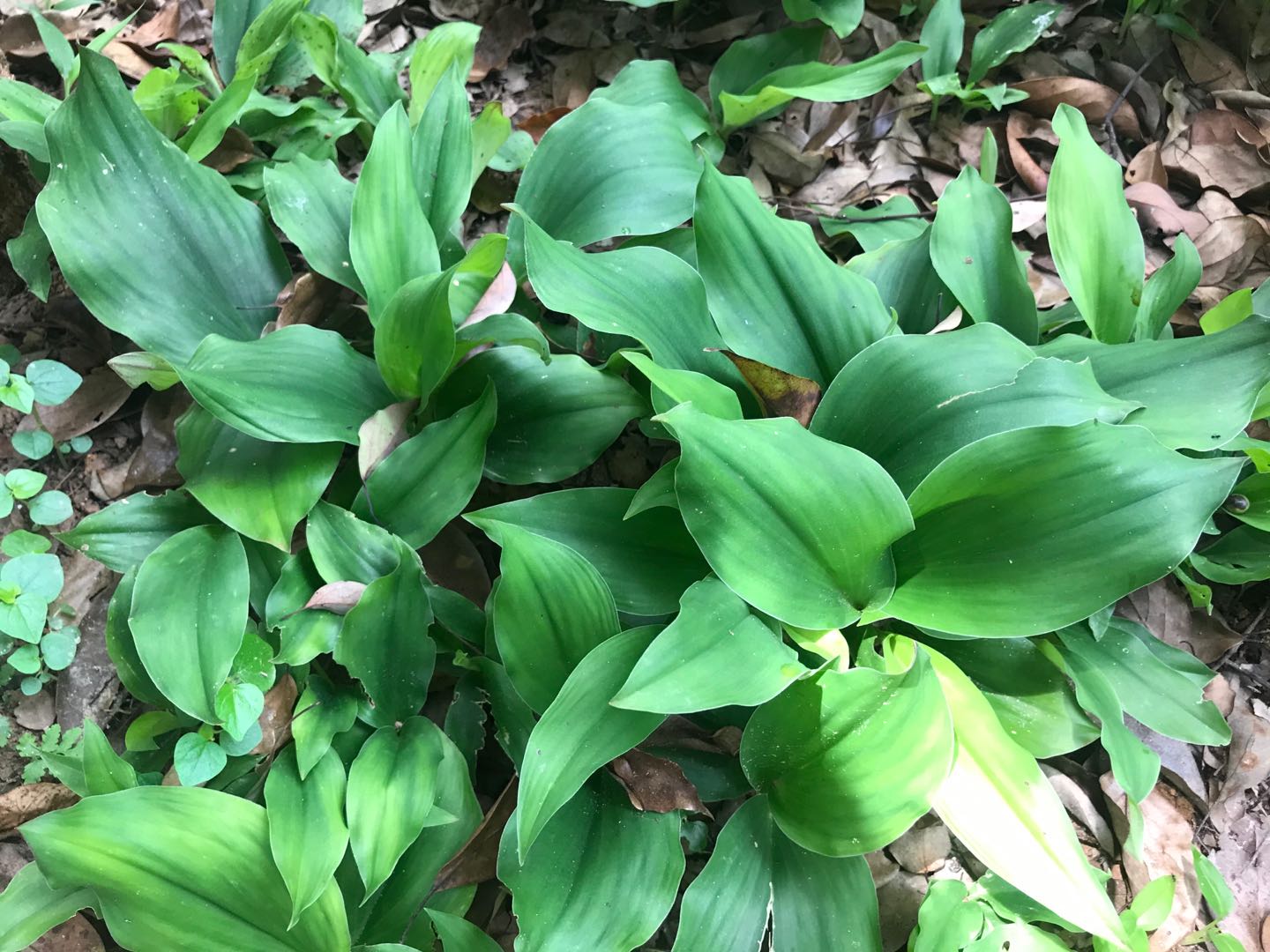 的形态与分布沙姜学名山柰,为姜科山柰属多年生草本植物,叶片贴地生长