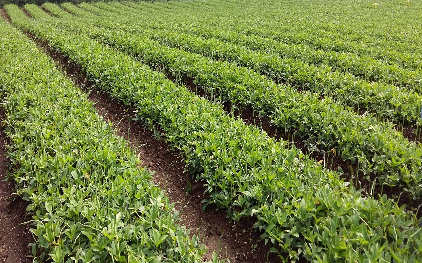 麻芋子收购价格(人工栽培半夏效益高) - 价格百科