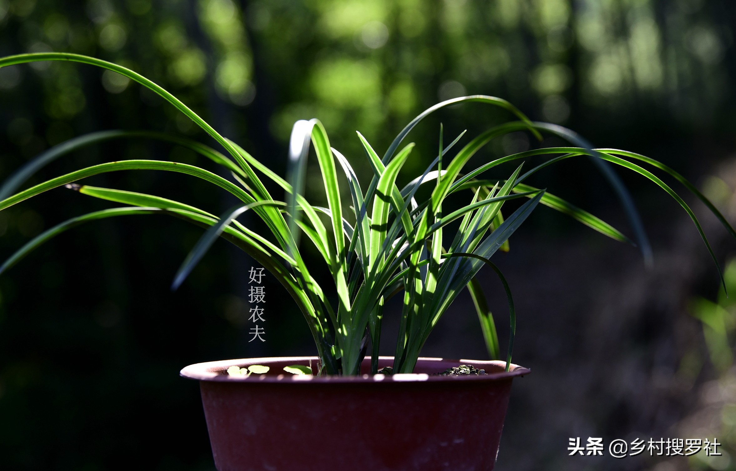 巧用氮肥，让兰花叶片肥厚墨绿？兰友说：尿素的高效使用法并不难