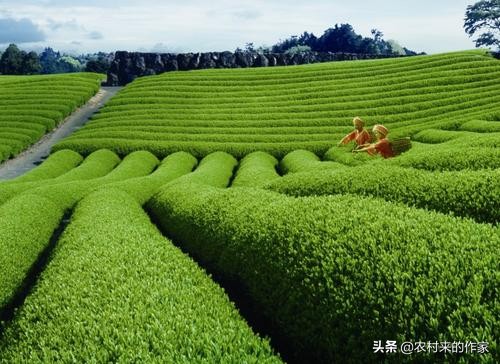 安徽出名茶，你知道中国十大名茶中，安徽茶叶就占据多少吗？