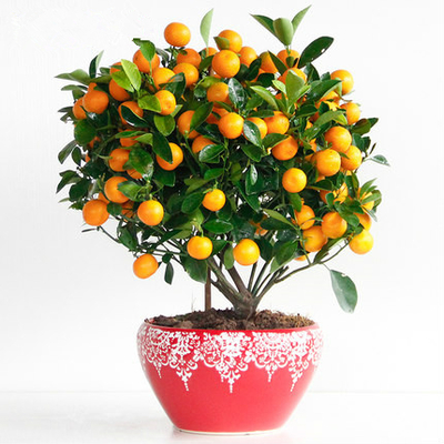 金桔有"大吉大利"的美好寓意,很适合家居养,八月如何养?