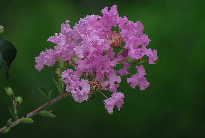 严从怀 | ​远溢清香花色美 宜人风采醉郎君（花木情缘十二）