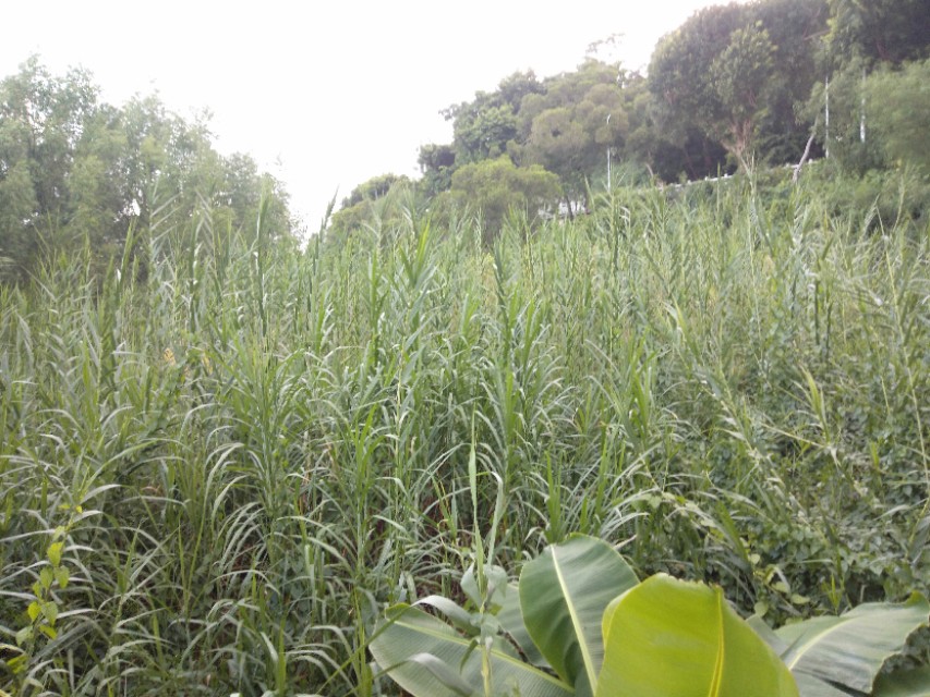 珠海的美毋庸置疑！吉大的由来，你信哪一个