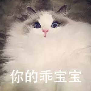 布偶猫价格那么贵合理吗？就算买得起也不一定适合养