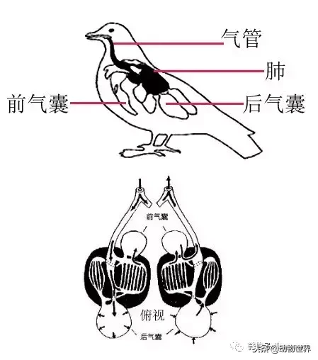 鸟的资料简介（知识科普关于鸟的结构大全）