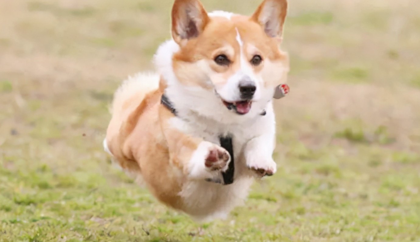分享今日冷知识：柯基犬，原来你不止腿短臀肥
