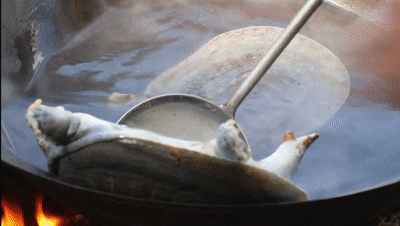 红烧甲鱼图片大全大图(“千年王八，万年鳖”能够延年益寿的绝味美食-红烧甲鱼)