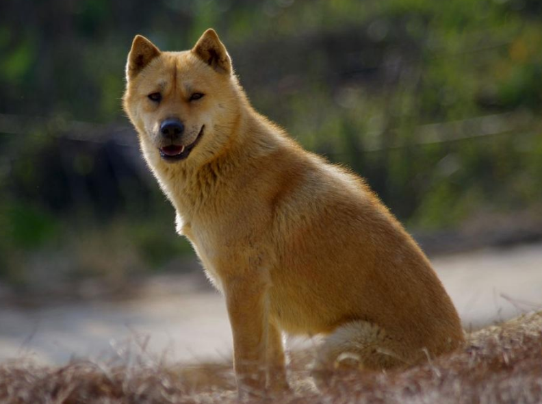 狗狗寿命排行榜:最长命的7种狗狗,都能活十年以上