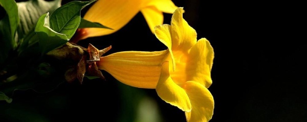 黄蝉花的养殖方法和注意事项