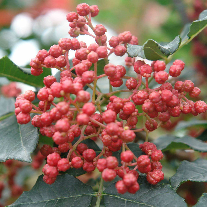 富平的花椒.市场价多钱?椒农看看报价.