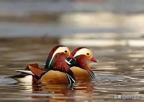 上联“戏水鸳鸯乐”，征联征诗