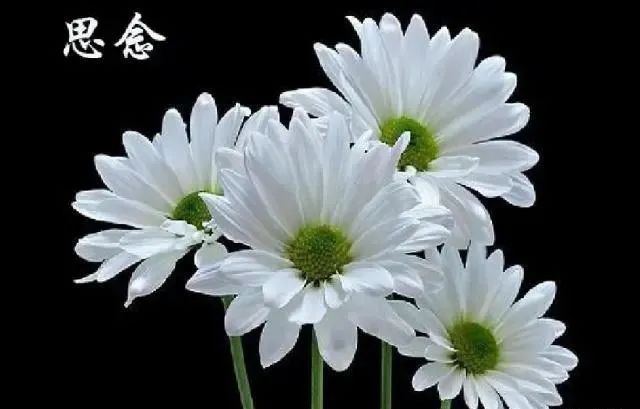 追忆往事,缅怀父亲