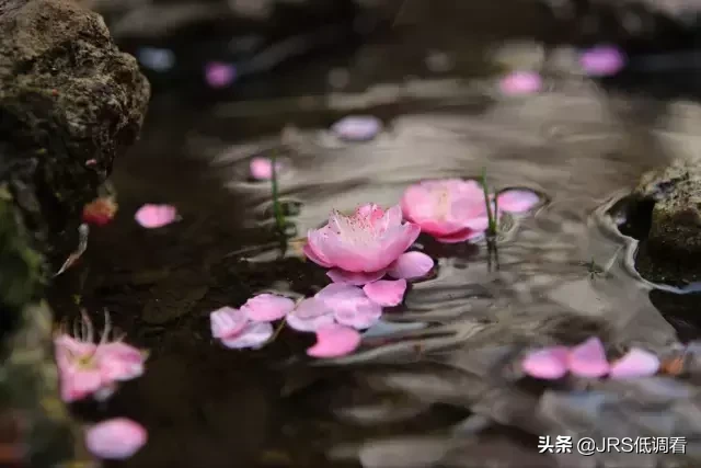 立夏:梅子金黄  杏子肥，麦花雪白 菜花稀