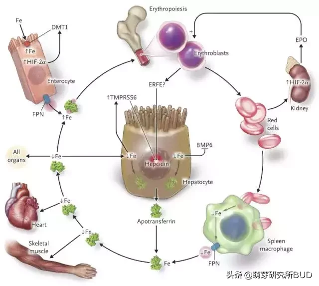 孩子贫血百病生！专家提醒：补铁要讲究方法，一文解答所有疑问