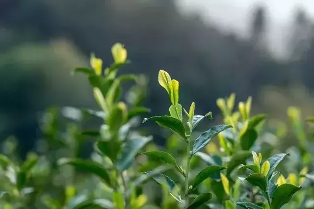 五月丨落花随春去，余香伴夏来