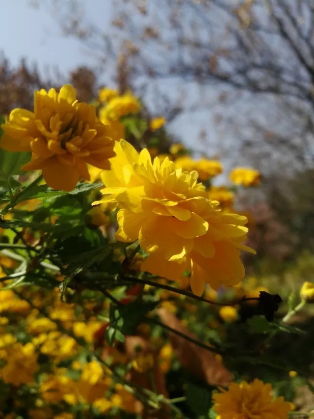 神仙颜值！惊艳众人！陕西高校“最美校花”高清大图曝光