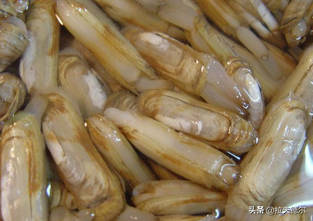 贝类海鲜大全（生活中常见的贝壳海鲜种类大全）