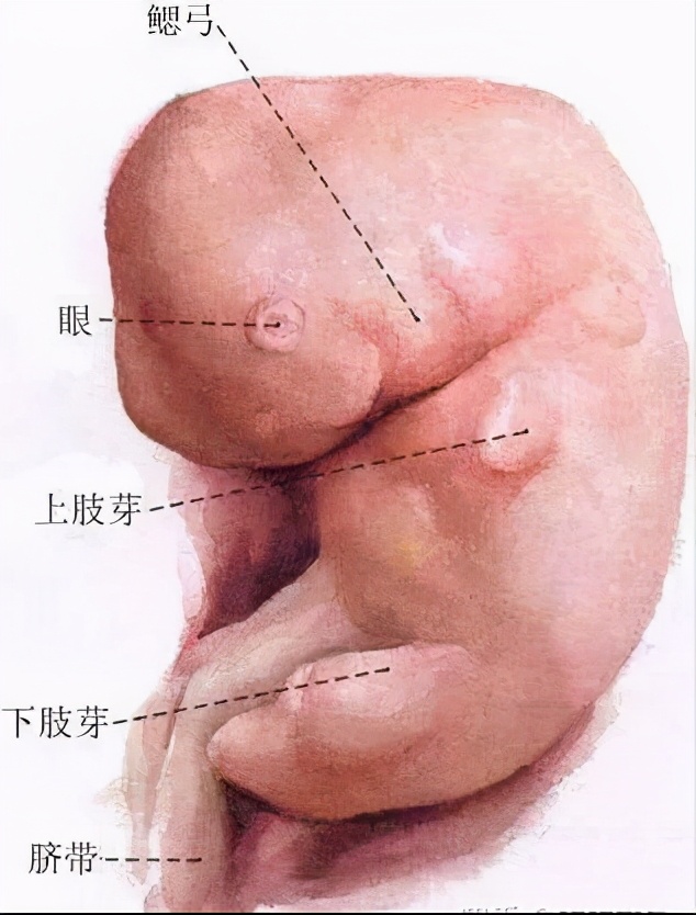 女子同房到怀孕图解