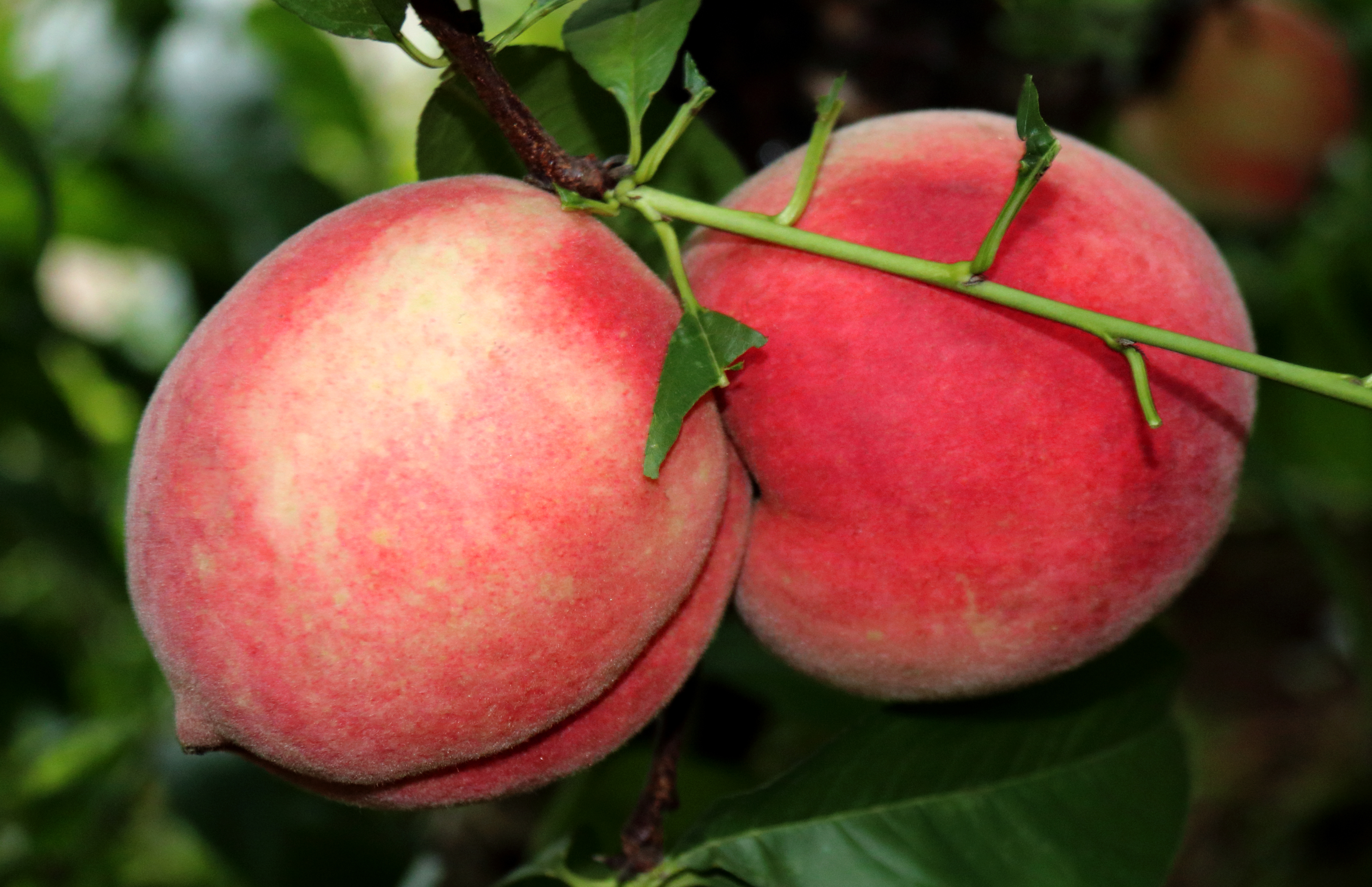 中国最好吃的10个桃树品种（推荐五个优质的桃子品种）